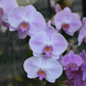 Meet your Posher, Lansing